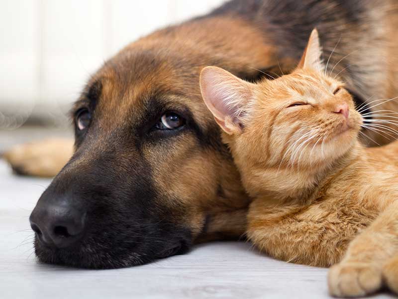 cat and dog next to each other
