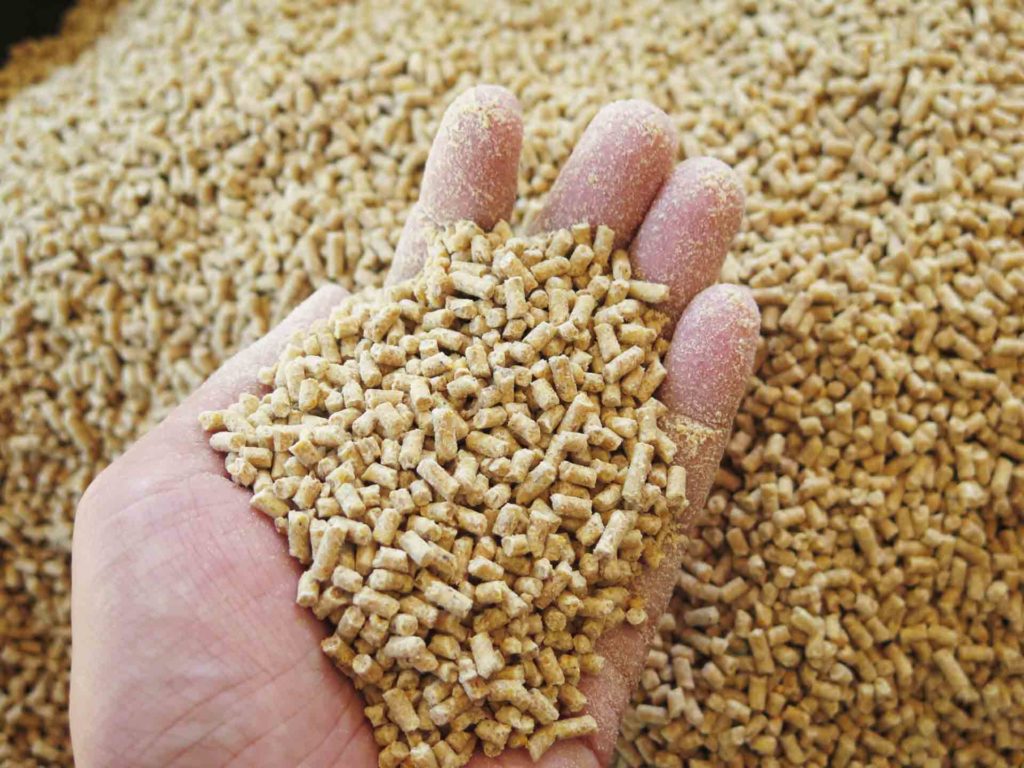 person holding feed pellets in hand