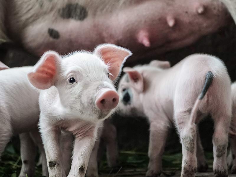 piglets drinking milk from mother sow