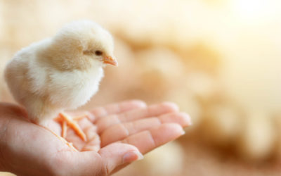 Animal Feed & Health Trends – October 2019