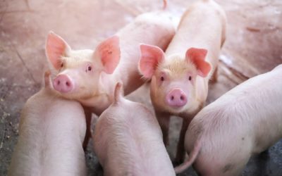 Replacing Animal Protein in Piglet Feed Formulation