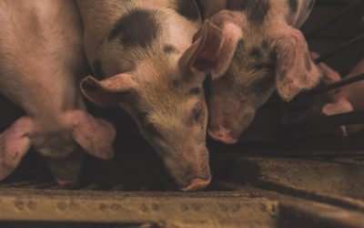 Animal Feed & Health Trends – April 2020