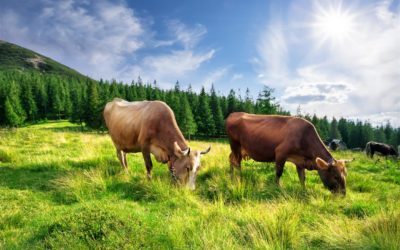 Animal Feed & Health Trends – September 2020