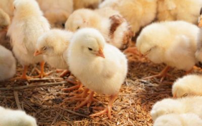 Animal Feed & Health Trends – February 2021