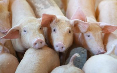 Animal Feed & Health Trends – May 2021