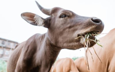 Animal Feed & Health Trends – August 2021