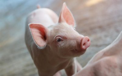 Animal Feed & Health Trends – September 2021