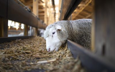 Animal Feed & Health Trends – March 2022