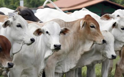 Animal Feed & Health Trends – May 2022