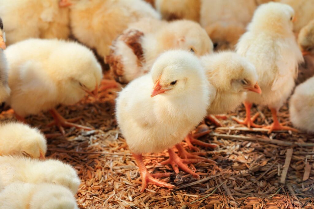 baby-chicken-poultry-farm (Custom)