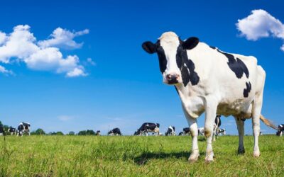 Animal Feed & Health Trends – April 2024